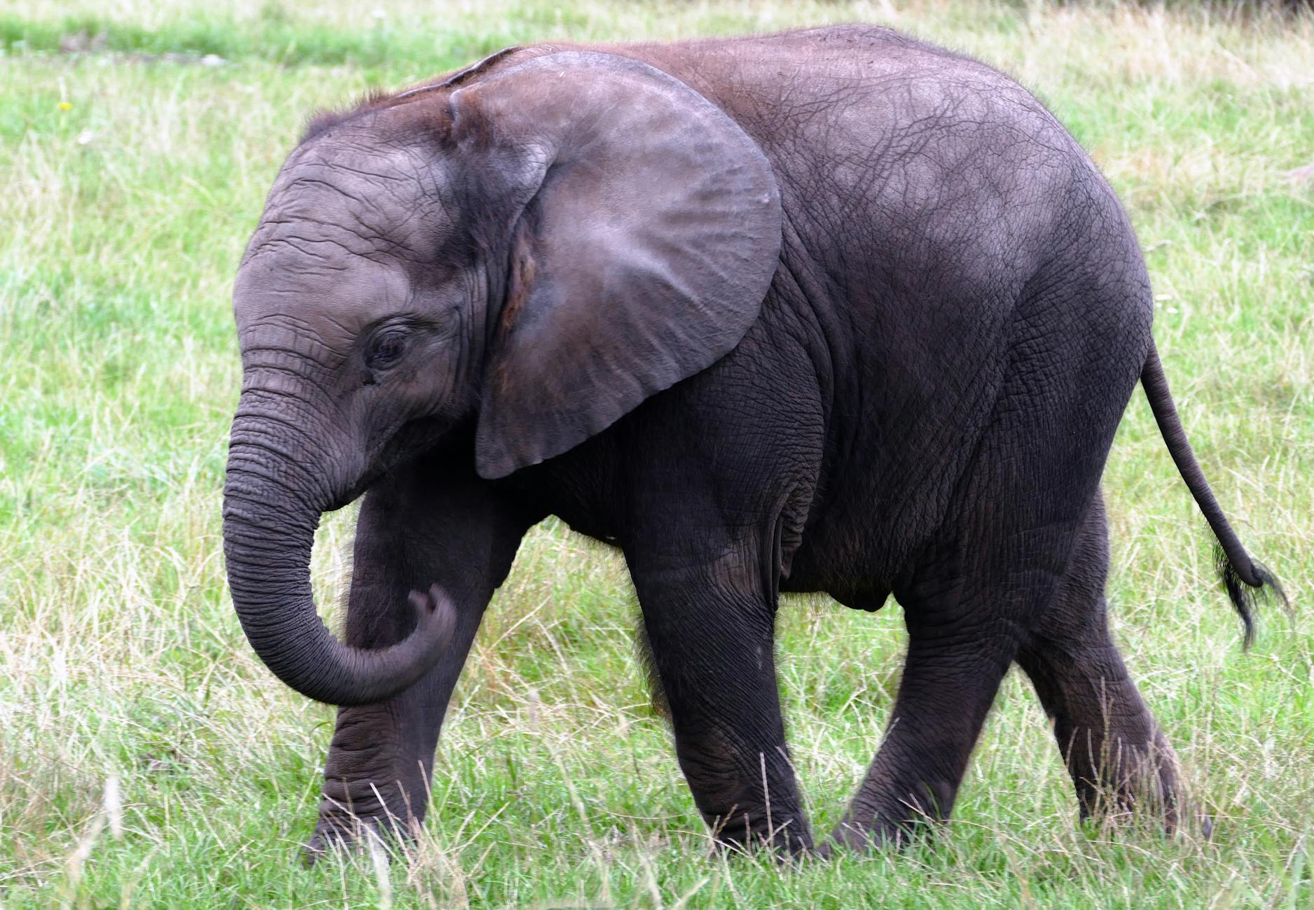 Stop Petting the Elephant’s Leg